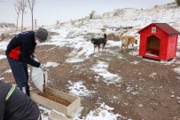 Meram Belediyesi, Sokak Hayvanlarını Yalnız Bırakmıyor Haberi
