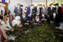 Fethiye'de 500 Bin Ada Çayı Ve Kekik Fidesi Dağıtıldı