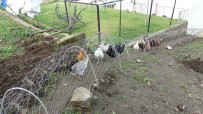 Komşular Arasındaki Tavuk Kavgası 'Tavuk Tüneli' İle Son Buldu