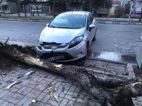 Konya'da Otomobil Ağaca Çarptı Açıklaması 1 Yaralı Haberi