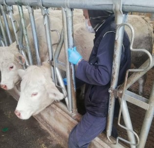 Tekirdağ'da Hayvanlar Tek Tek Kontrol Altına Alınıyor