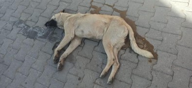 Ürgüp Kaymakamlığı Açıklaması 'Zehirlenerek Öldürülen Köpekler Hakkında Soruşturma Başlatıldı'