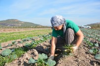 Aliağa Belediyesinden Türkiye'nin İlk Toprak Ve Tarım Atlası Haberi