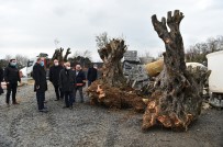Avcılar Belediyesi Asırlık Ağaçları Kurtarmaya Devam Ediyor Haberi