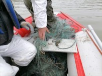 Kaçak Olarak Avlanan 750 Kg Canlı Balık Suya Bırakıldı Haberi