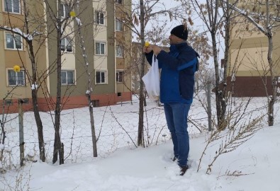 Kuşlar İçin Ağaçlara Elma Astı