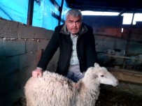 Osmaniye'de Sokak Köpekleri Koyunları Telef Etti Haberi