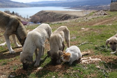 Tunceli'de Sokak Hayvanlarına Vefa