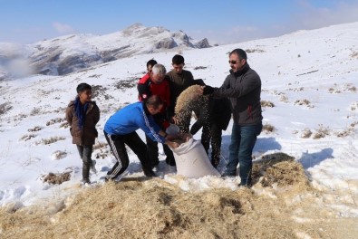 Erzincan'da Yılkı Atları Ve Yaban Hayvanları İçin Doğaya Yem Bırakıldı