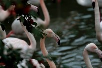 Flamingo Ailesine 12 Yeni Üye