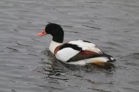 İzmit Körfezi'nde Tür Sayısı Her Geçen Gün Artıyor