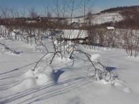 Kar Yağışı, Fındık Dallarının Belini Büktü