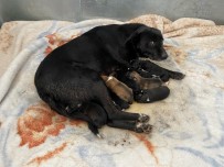 (ÖZEL) Esenyurt'ta Donmaktan Son Anda Kurtarılan Yavru Köpekten İyi Haber Geldi