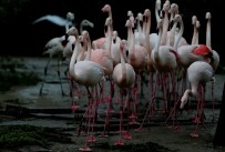 (Özel) Flamingo Ailesine 12 Yeni Üye