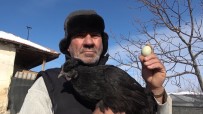 'Ayam Cemani' Cinsi Horoz Ve Tavuk Görenleri Şaşırtıyor Açıklaması İç Organları Dahi Kömür Karası