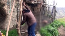 Şırnak'ta Yasa Dışı Yollardan Yurda Sokulan 4 Örümcek Maymunu Ele Geçirildi