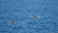 Çanakkale Boğazı'nda Yunus Balıklarının Şovu