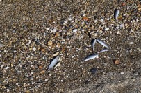 İzmir'de Ölü Balıklar Kıyıya Vurdu Haberi