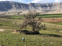 Mardin'de Köylüler, 250 Yıllık Meşe Ağacının Koruma Altına Alınmasını İstiyor Haberi
