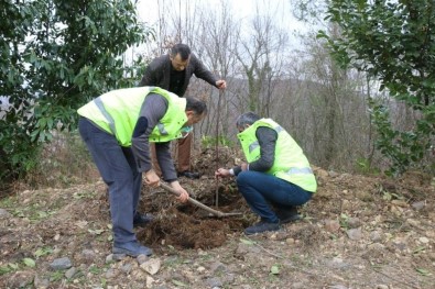 Ordu'da 1300 Taflan Ve Ihlamur Fidanı Toprakla Buluştu