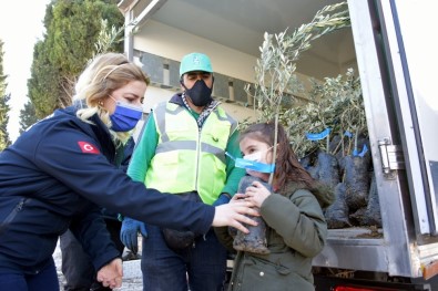 Aliağa Belediyesinin Zeytin Fidanı Dağıtımları Sürüyor
