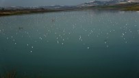(ÖZEL) Sazlıdere Gölüne Binlerce Martı Akını