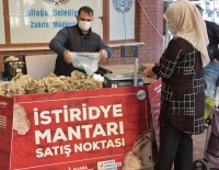 Aliağa'da İstiridye Mantarlarının İlk Mahsulleri Satışa Sunuldu Haberi