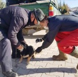Hisarcık'ta Sahipli Kedi Ve Köpeklere Kuduz Aşısı Yapılıyor Haberi