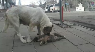 Kars'ta Ölen Yavrusunun Başında Bekleyen Köpek Yürekleri Dağladı
