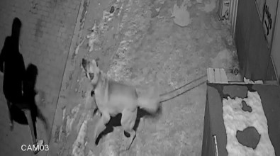 Köpeğin Çalınma Anı Saniye Saniye Kameraya Yansıdı