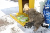 Malazgirt'te Sokak Hayvanları İçin Barınma Kulübeleri Yapıldı Haberi