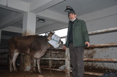 Mezbahadan Firar Etti, Kesilmekten Kurtuldu