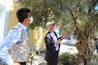 Milas'ta Zeytin Ağaçlarının Bakımı Yapıldı Haberi