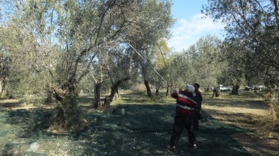 Zeytinlerde Halkalı Leke Hastalığı Mücadelesi Başlatıldı