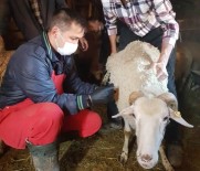 Hisarcık'ta Çiçek Hastalığına Karşı 3 Bin Küçükbaş Hayvan Aşılandı Haberi