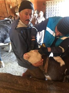 Şaphane'de ''Şap Ve Brucella'' Aşılama Kampanyası