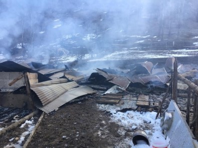 Ahırda Çıkan Yangında 18 Büyükbaş Hayvan Telef Oldu