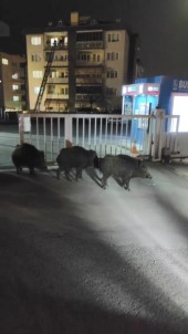 Bursa'da Aç Kalan Domuzlar Sokağa İndi