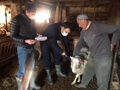 Çavdarhisar'da ''Şap'' Aşısı Kampanyası