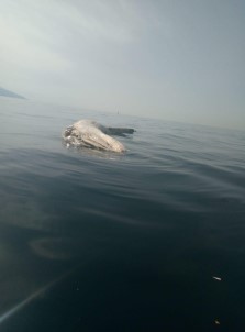 İskenderun Körfezinde Ölü Balinaya Rastlandı