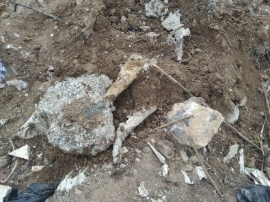 Başkent'te Köpek Katliamı