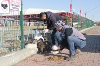 Erciş'te Sokak Hayvanları Unutulmadı Haberi