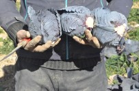 Mardin'de Çiftçiler Keçi Gübresiyle İlk Defa Karalahana Yetiştirdi Haberi