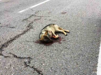 Aracın Çarptığı Kurt Yaralandı