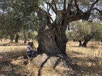 Hobi Amaçlı Satın Aldığı Tarlanın İçindeki Zeytin Ağacı 3200 Yıllık Çıktı Haberi