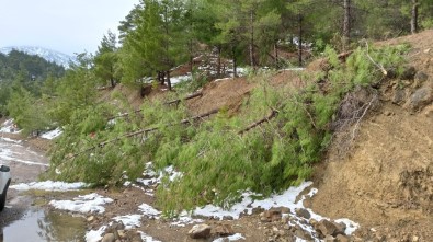 Kar Çam Ağaçlarını Devirdi