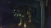 Yaralı Köpek Tedavi İçin İstanbul'a Götürüldü Haberi