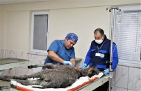 Rögara Düşen Kadife İçin Seferber Oldular