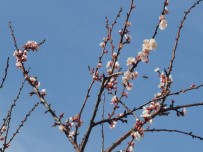 Tokat'ta Kış Ortasında Meyve Ağaçları Çiçek Açtı Haberi