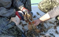 Eğirdir Gölü'nde Kaçak Avlanılan 300 Kilogram Canlı Kerevit Göle Bırakıldı Haberi
